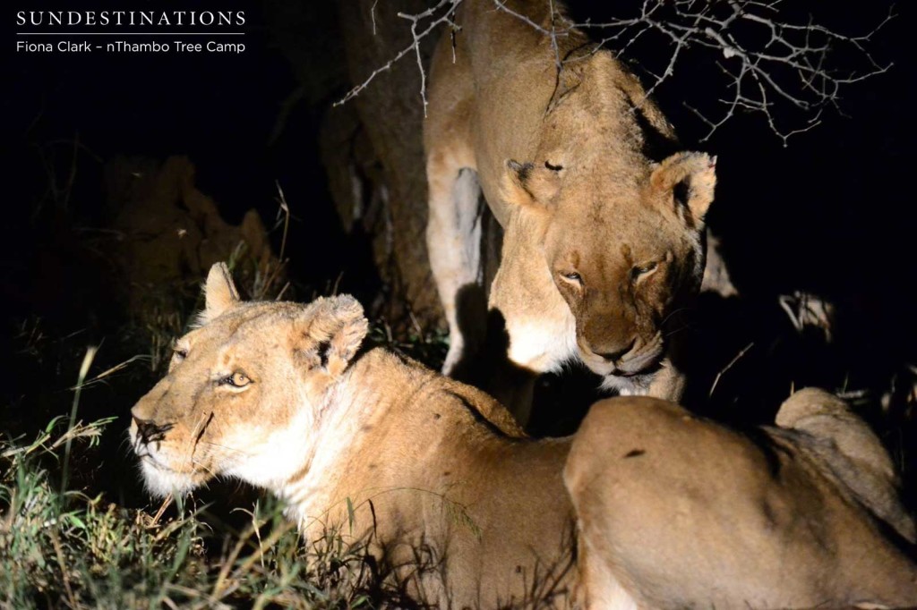 Ross Breakaway females giving up on warthog 