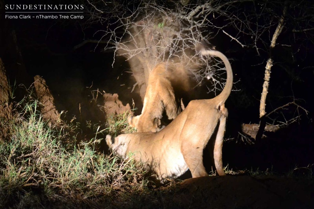 Ross Breakaways digging for warthog