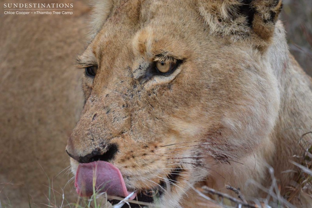Ross Breakaway lioness licking her lips after warthog meal