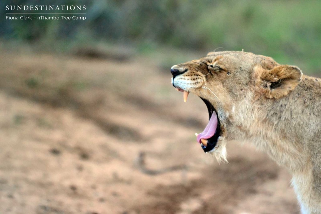 Ross Breakaway lioness yawning