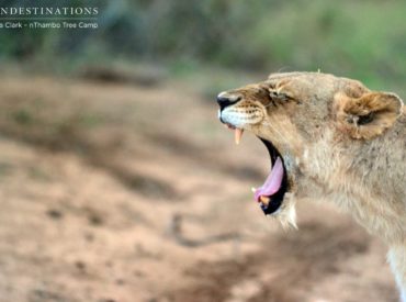 We’ve just arrived back in the UK after another great few days at Africa on Foot and nThambo Tree Camp – our ‘home from home’ in South Africa. As always we had a warm welcome from everyone at both camps. We arrived early at Africa on Foot and were greeted by an ever friendly Hennie, Mike […]