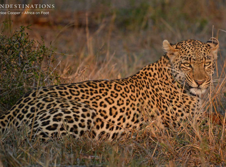 Africa on Foot’s Leopard and Lion Extravaganza