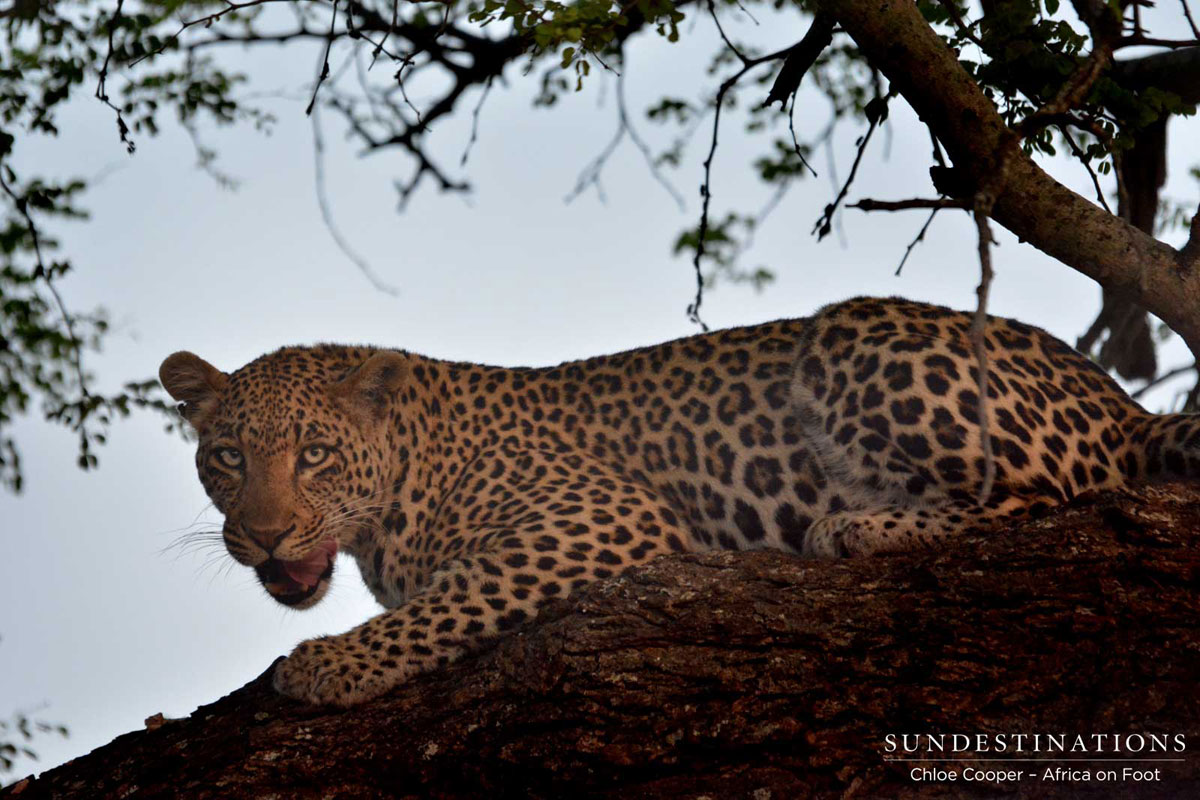 Rhulani the leopard seeks a bit of quiet in a tree. 
