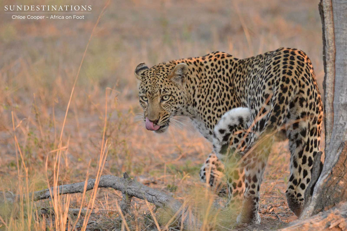 Rhulani and her cub were seen over the weekend. 