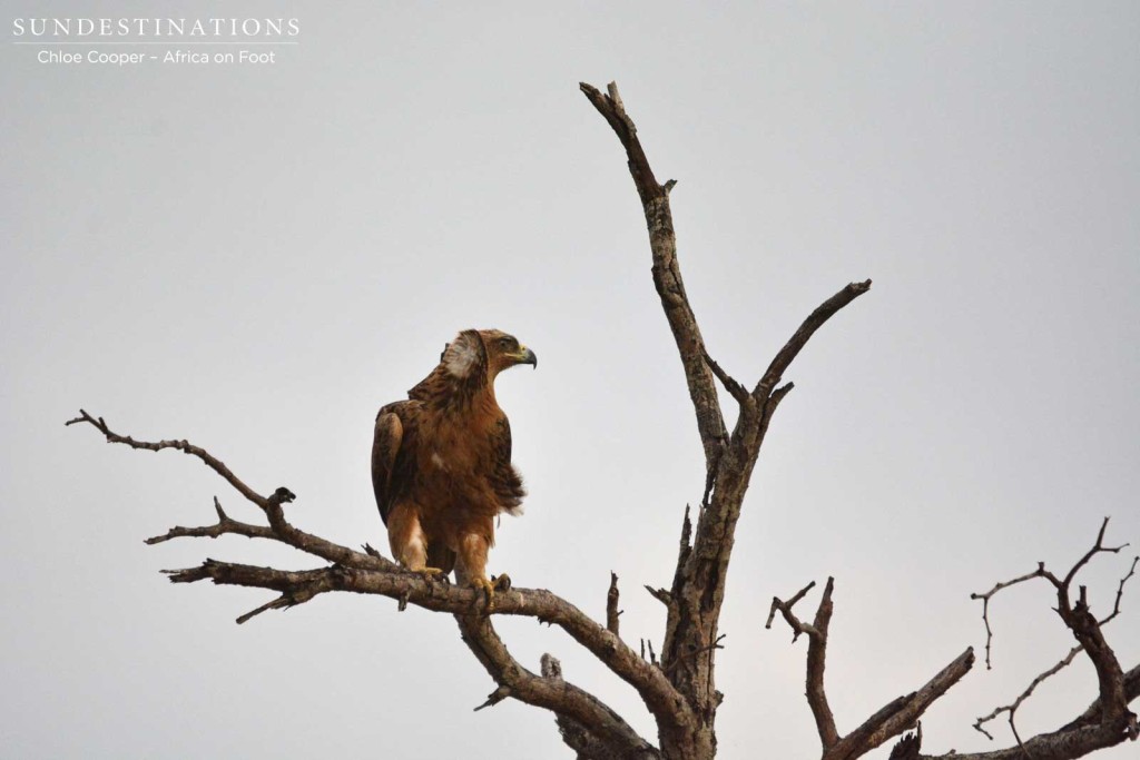 Tawny eagle in the wind