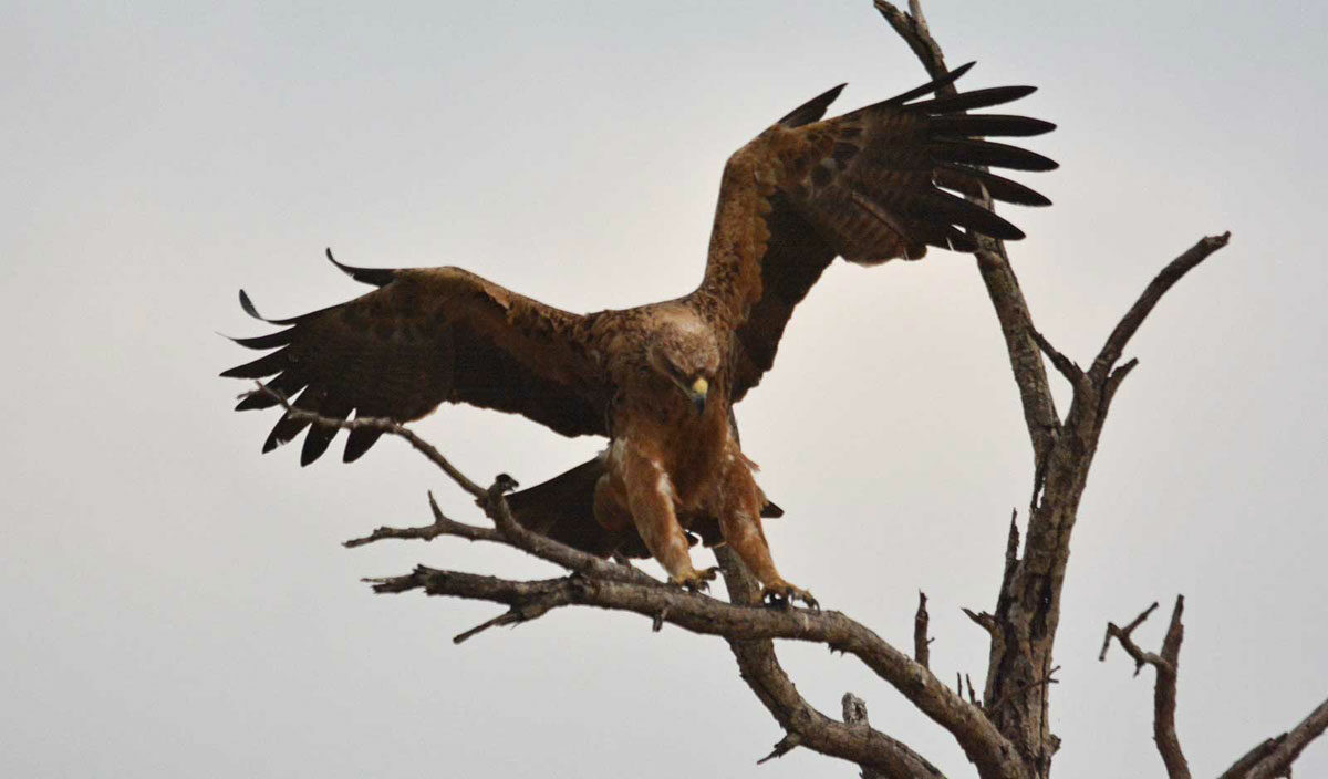 Tawny Eagle