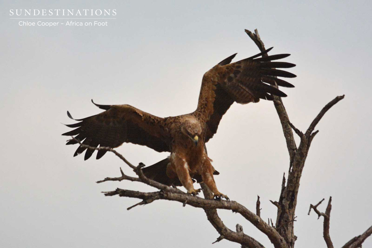 Tawny Eagle