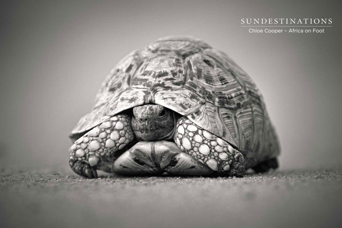 Tortoise - Africa on Foot