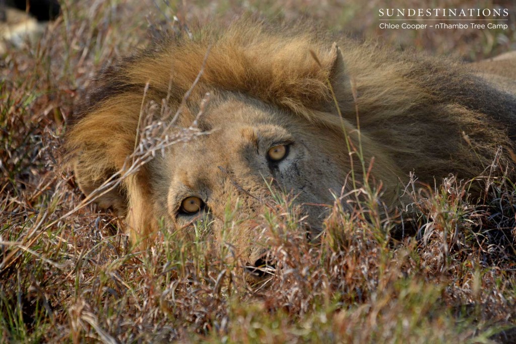 Trilogy male glaring at the vehicle