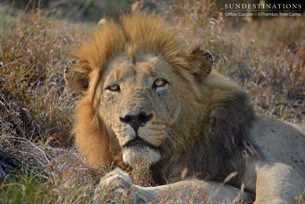 Trilogy male with scarred nose