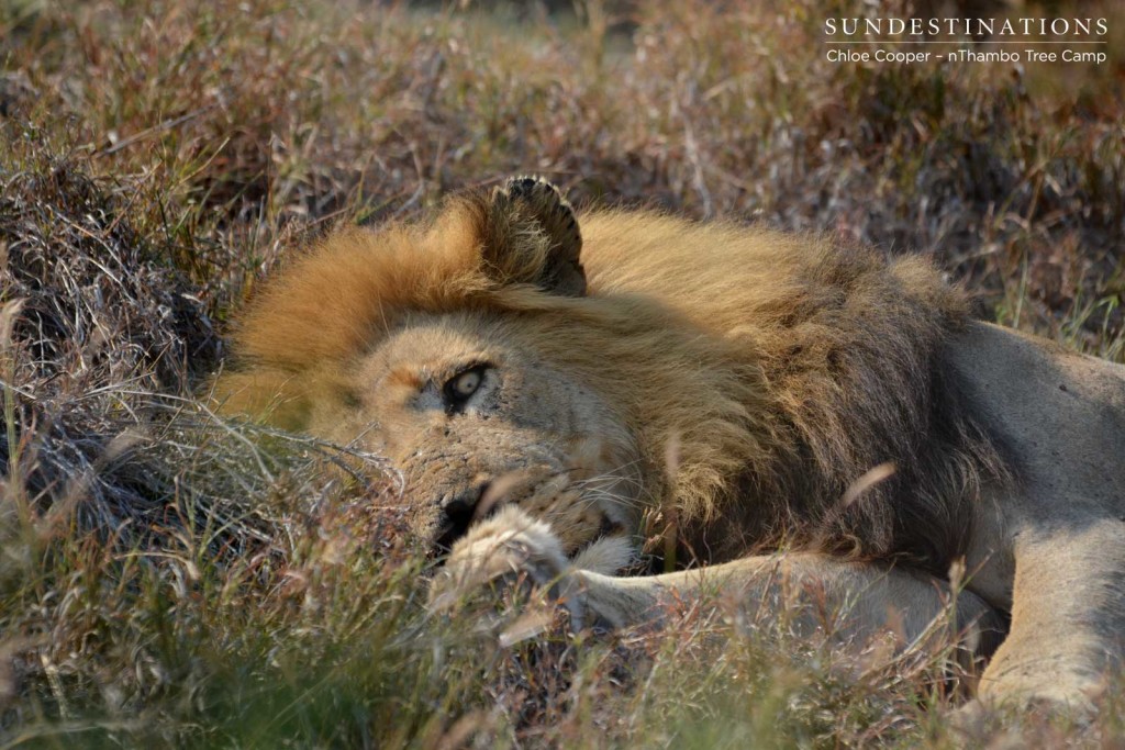 Trilogy male sleeping with one eye open