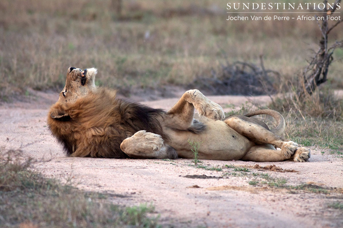 Male Lion Rolls Over