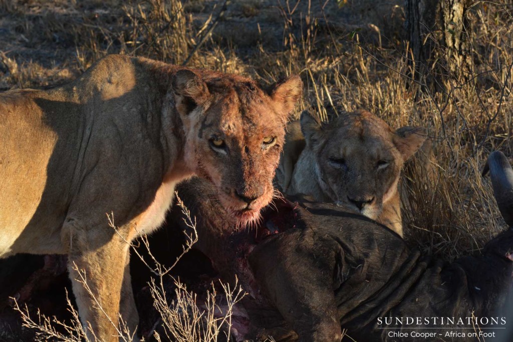 Old Ross lioness joined the Breakaway females