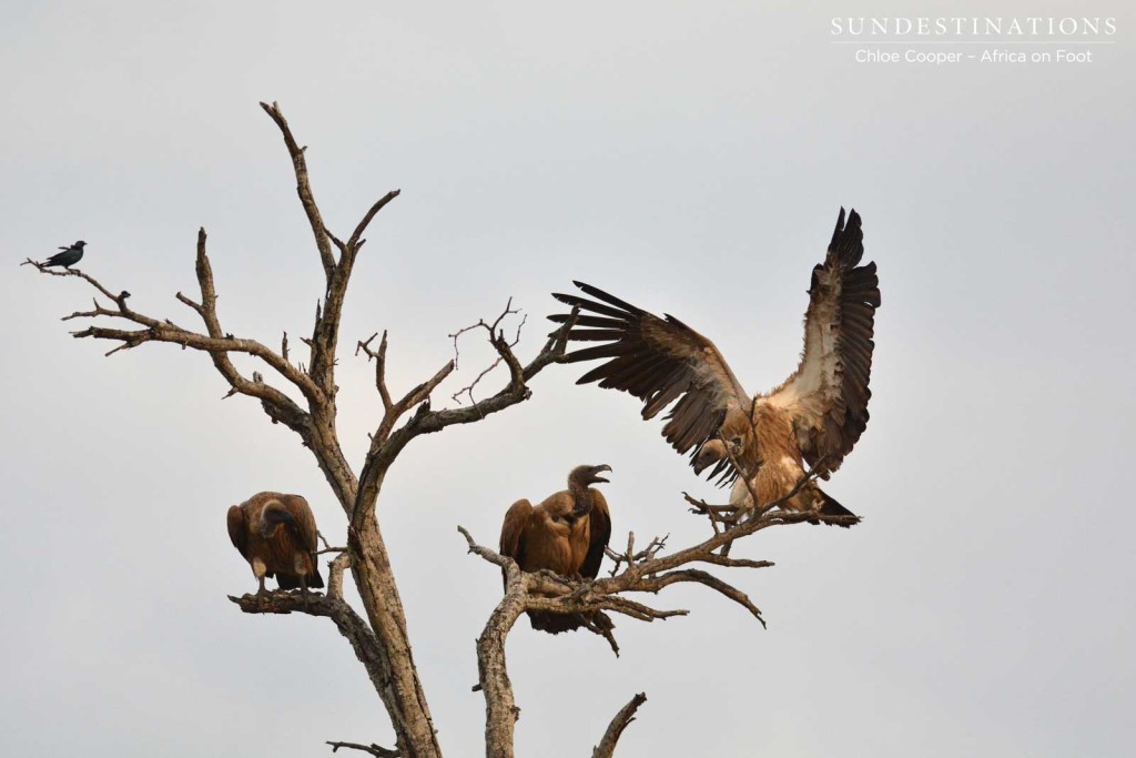 Vulture landing at the kill site