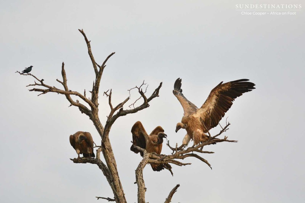 White-backed vultures landing