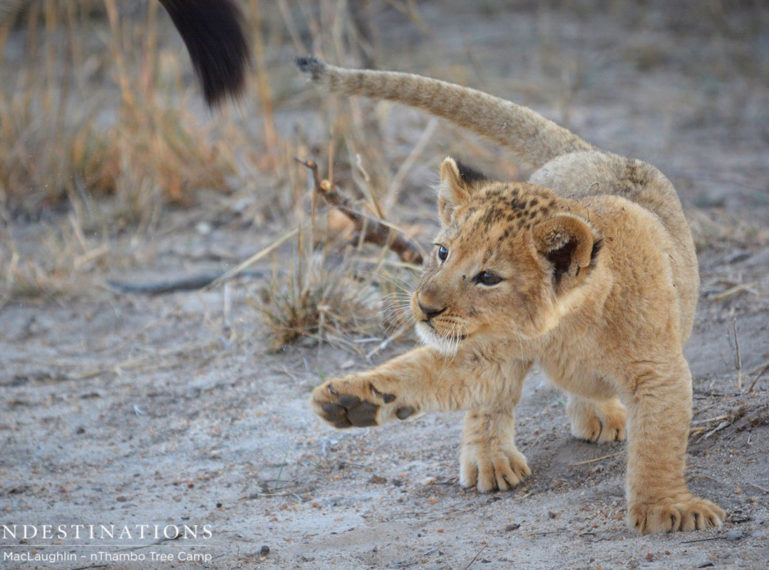 Week in Pics: Gallery of Birds and Beasts