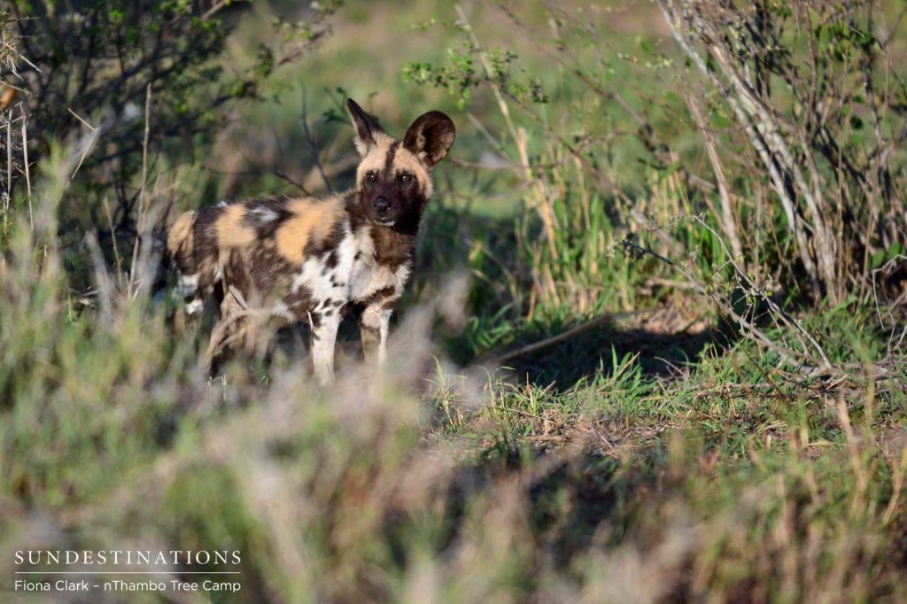 African wild dog