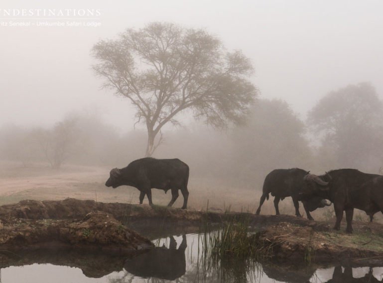 Week in Pictures: A Parade of Wild Creatures