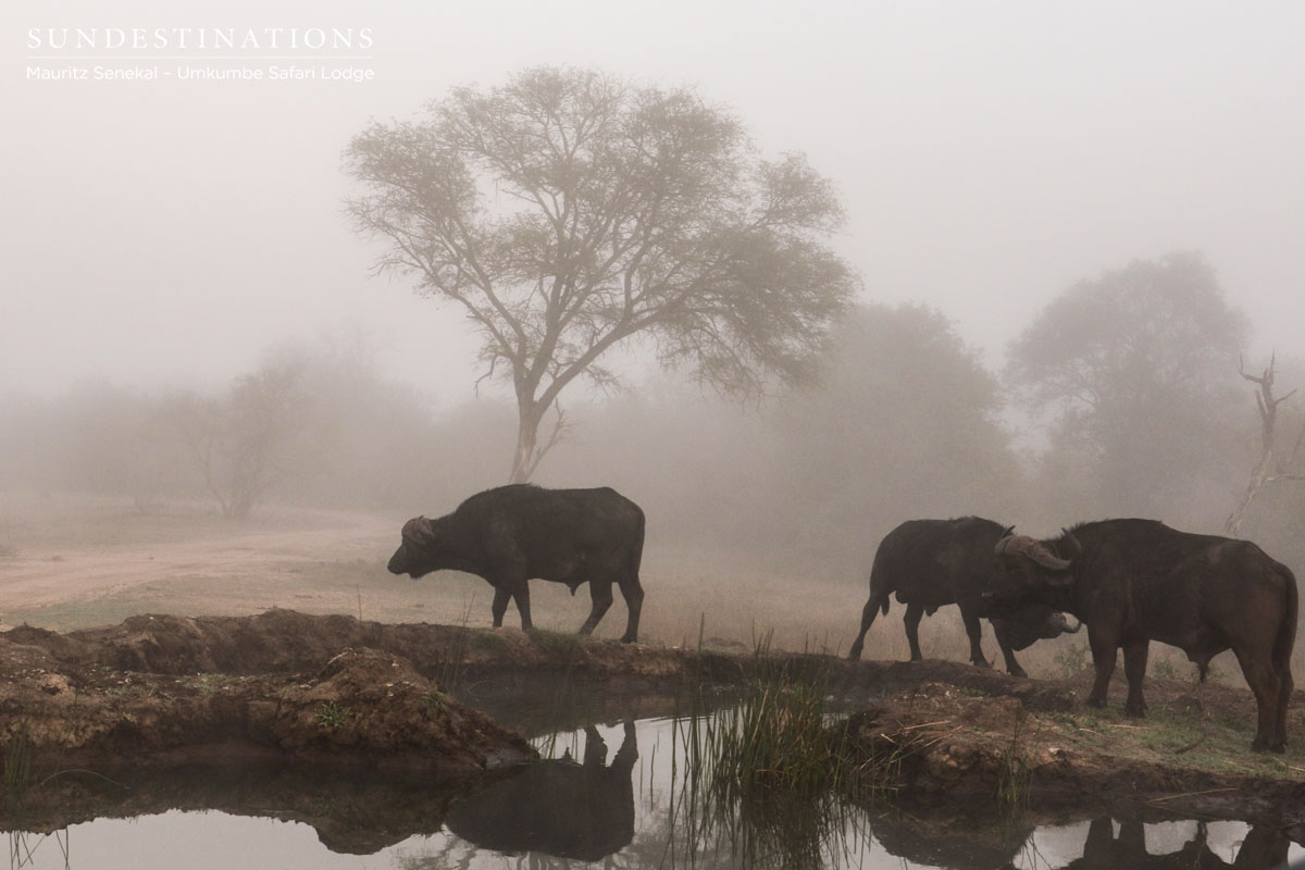 Buffaloes in the Mist
