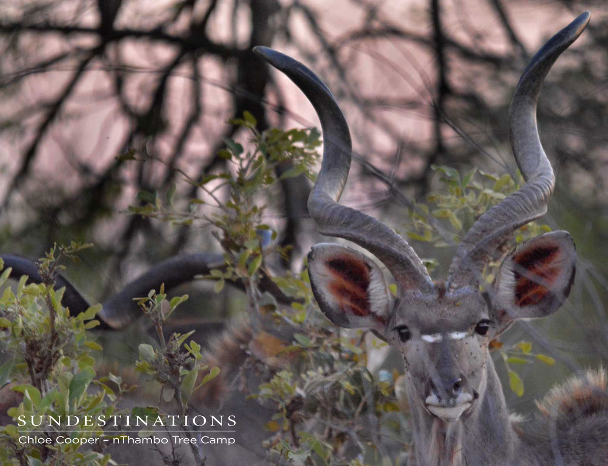 Kudu Bull nThambo