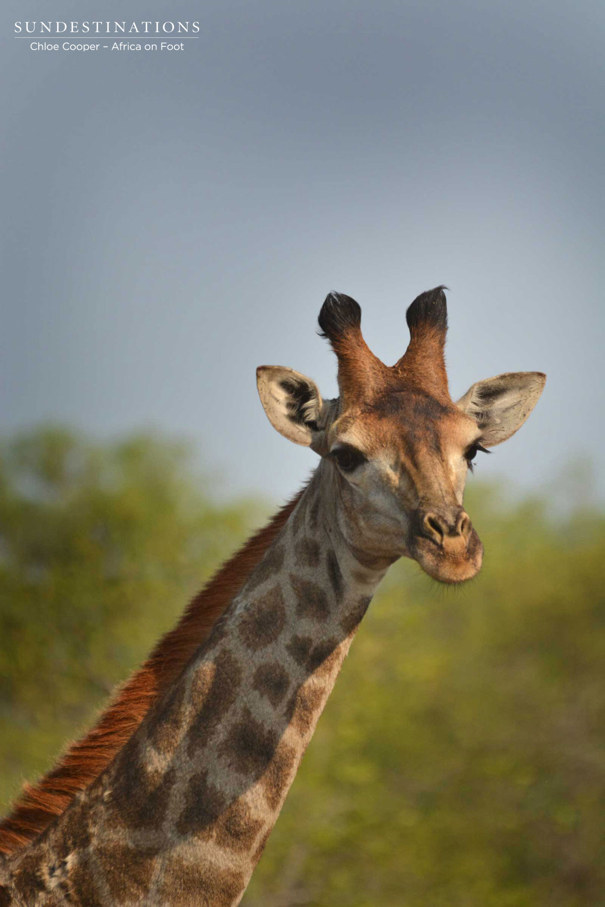 Sub-adult Giraffe