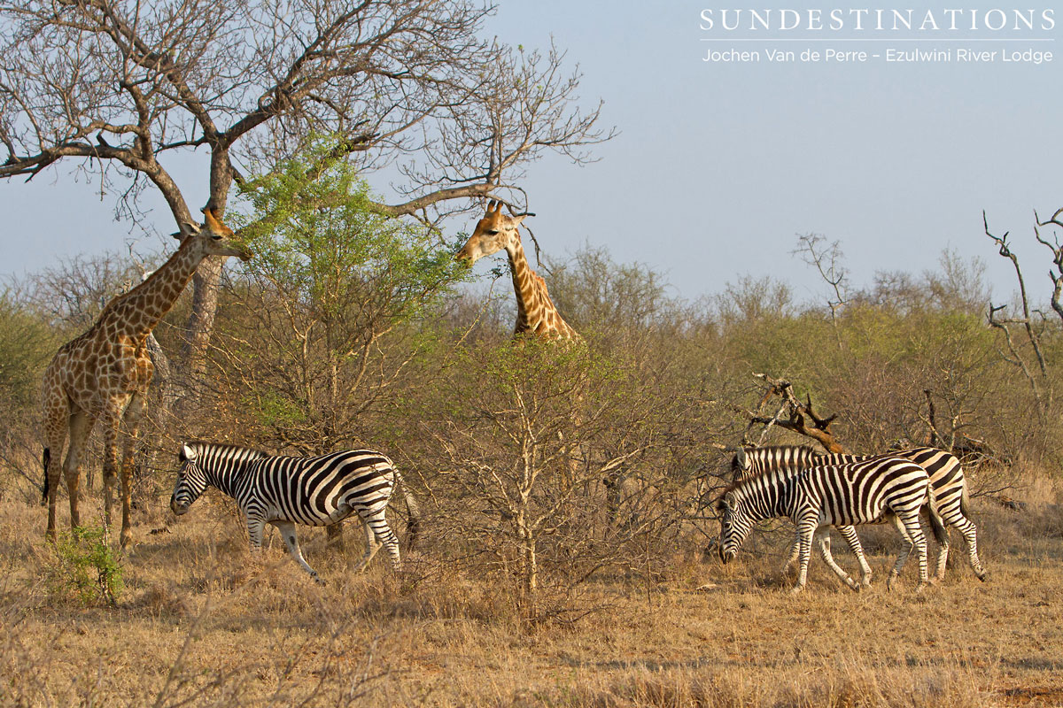 Zebra and giraffe grazing in harmony