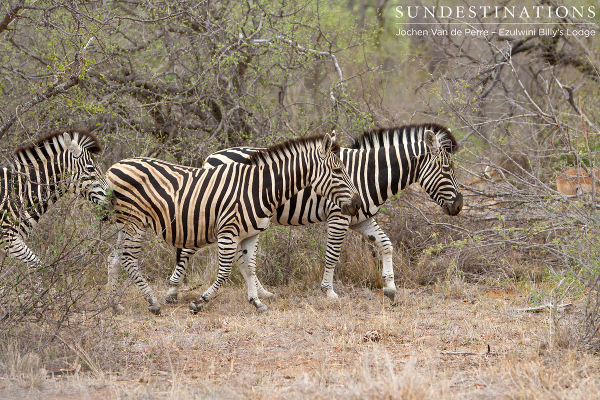 Herd of zebra in the Balule