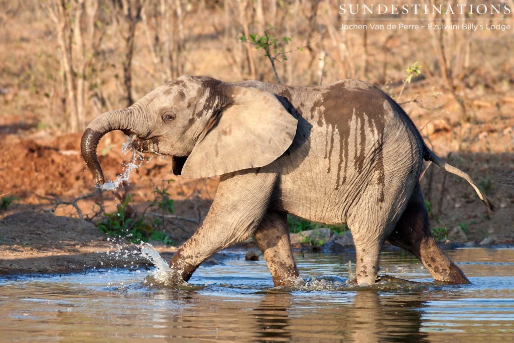 Baby elephant splashing around