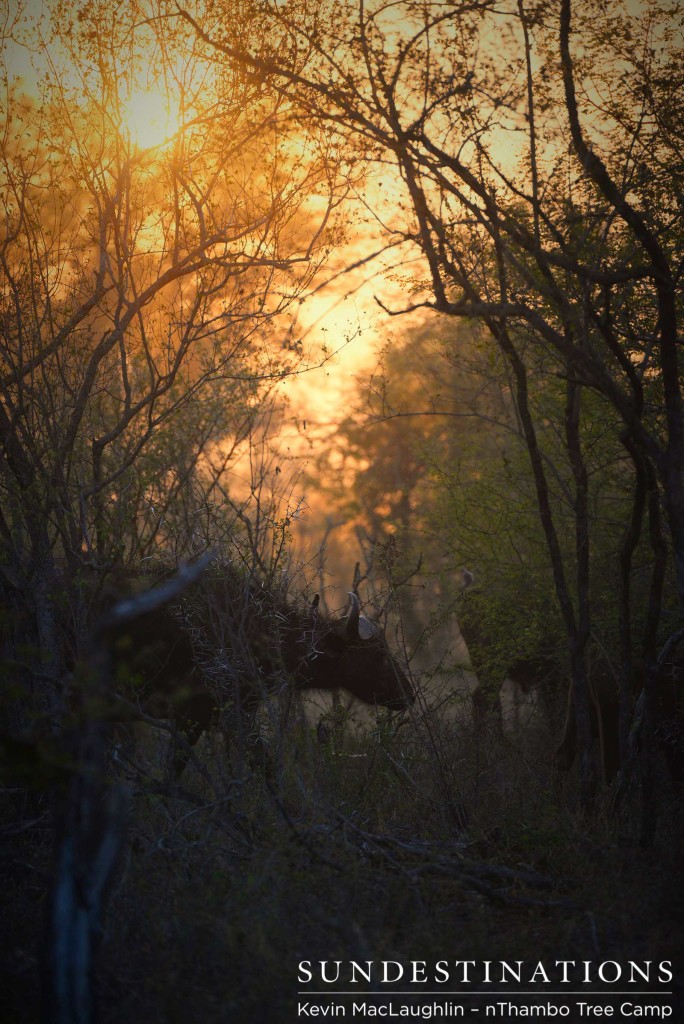 Buffalo ventures into the sunrise