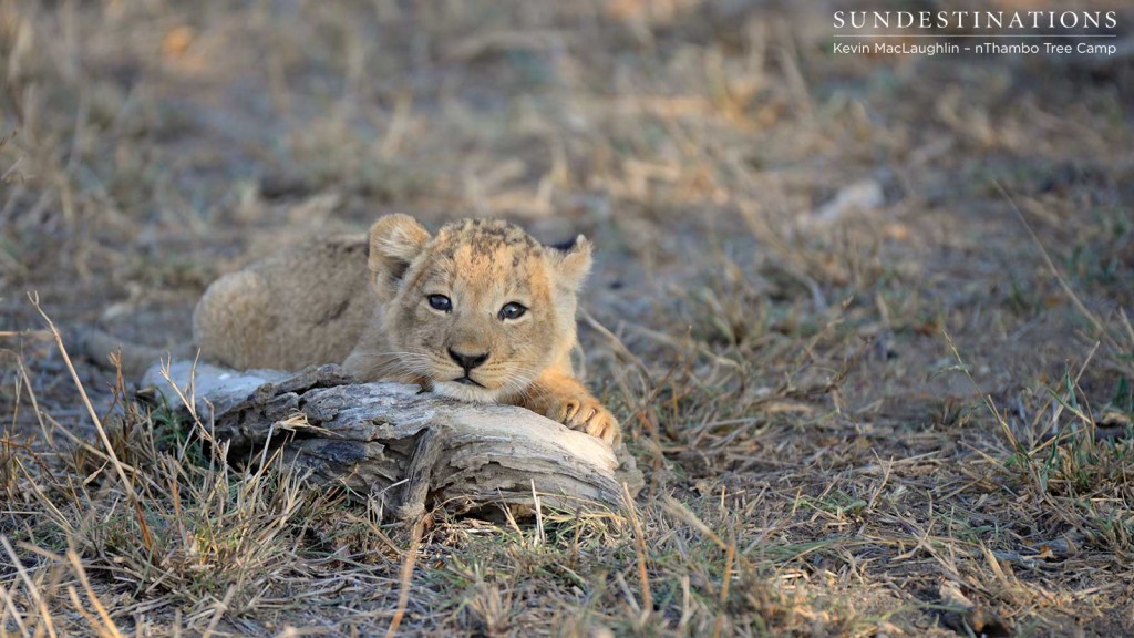 Day dreaming lion cub