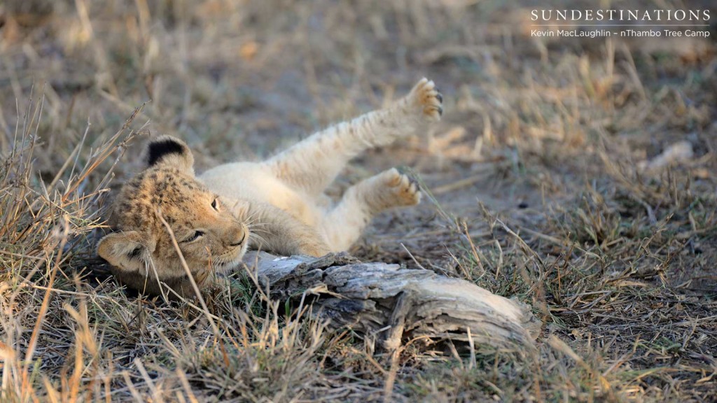 Cub losing his balance