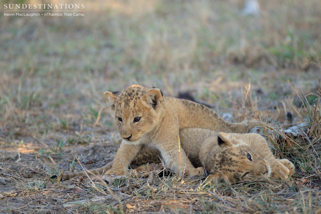 Cubs rolling over each other