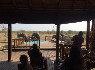 “We watched the elephant herds drinking from the small splash pool at nThambo Tree Camp and I realised we were part of something significant. In this moment I realised that Africa had stolen a place in my heart. There is nothing more rewarding than watching a friendly herd of jumbo socialising and interacting adjacent to […]