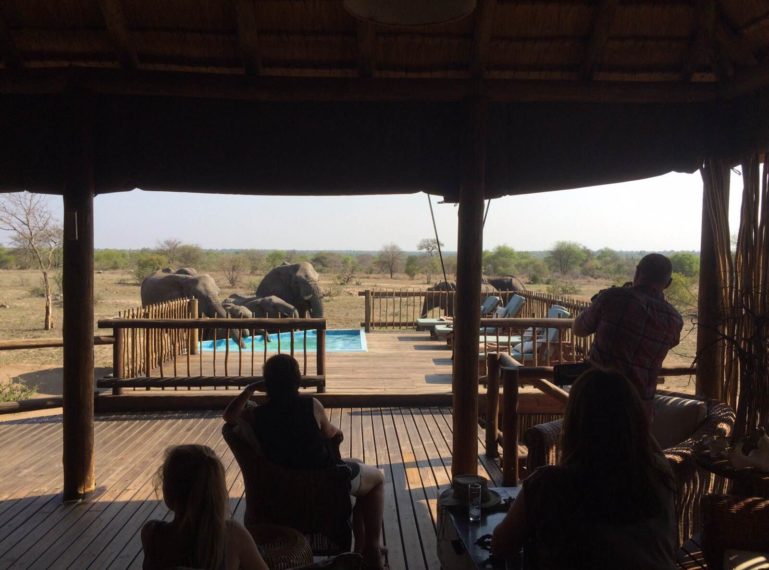 Video of Elephants Drinking from nThambo’s Splash Pool
