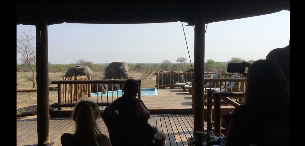 Elephants drink from the nThambo Tree Camp swimming pooll