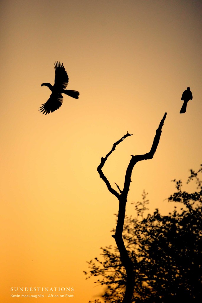 Hornbils silhouetted in the sunset