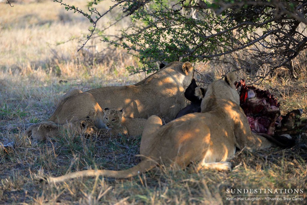 Lionesses feeding with cubs nearby