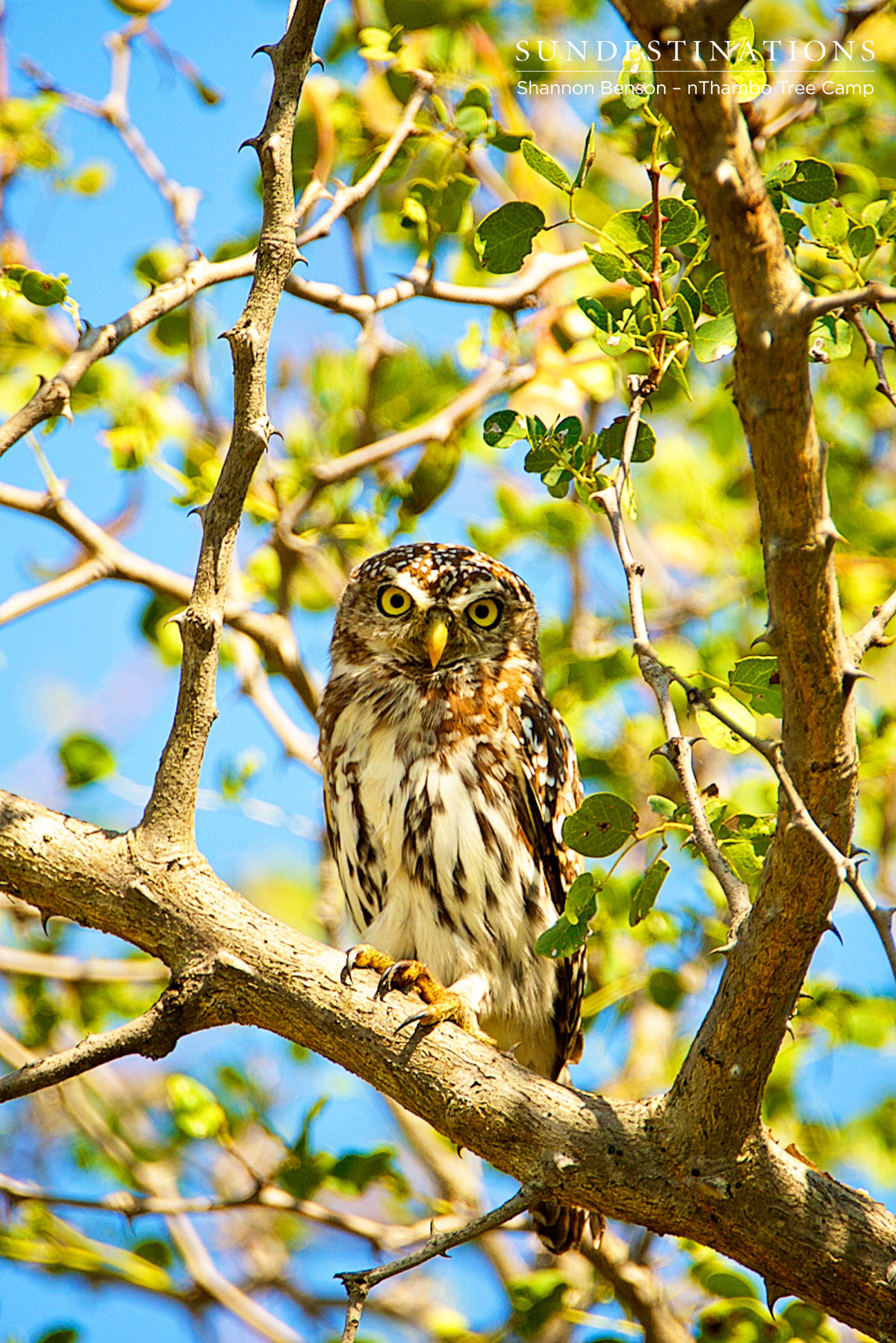 Pearl Spotted Owlet - nThambo Tree Camp