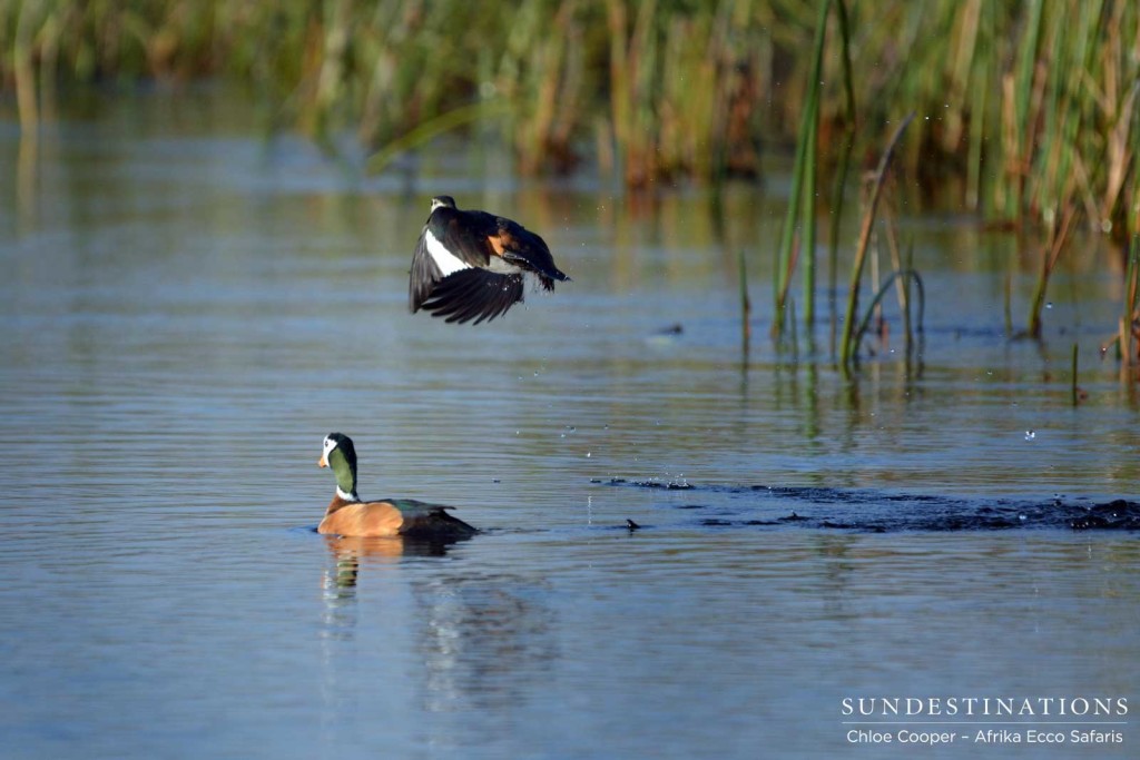 Pygmy geese in the Delta