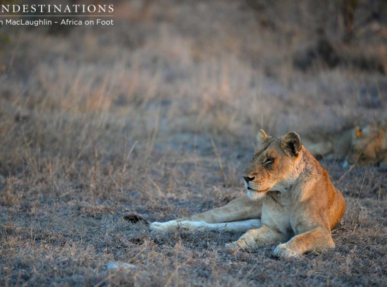 The death of an old Ross Pride lioness