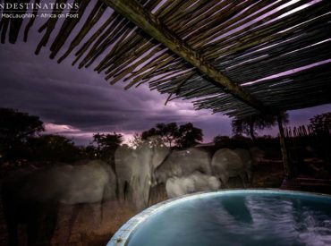 There was an ominous and eerie atmosphere last night at Africa on Foot. Over the past few days we’ve been threatened with stormy weather and last night it became a reality. When darkness fell, bolts of lightening lit up the dark sky and created incredible silhouettes. Africa’s natural torch illuminated the landscape, reminding guests and […]