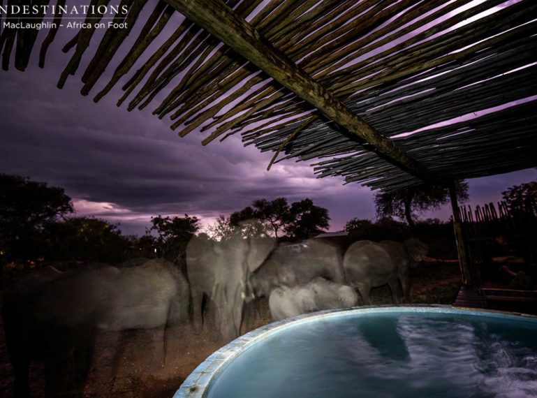 Bolts of Lightning and Elephants Drinking from the Pool