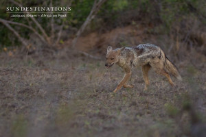Jackal in the night
