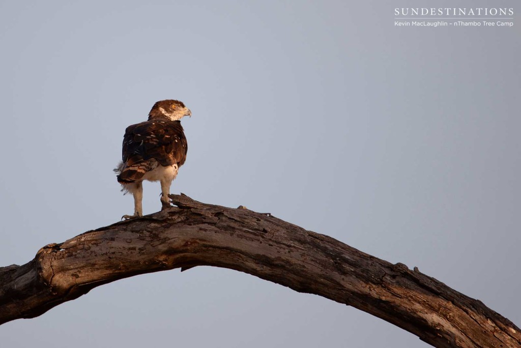 African hawk eagle at nThambo Tree Camp