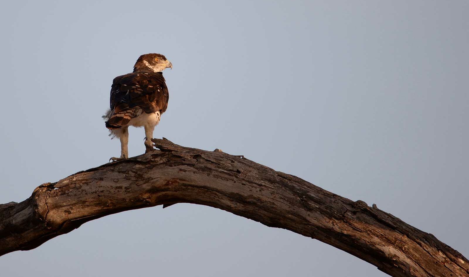 African hawk eagle