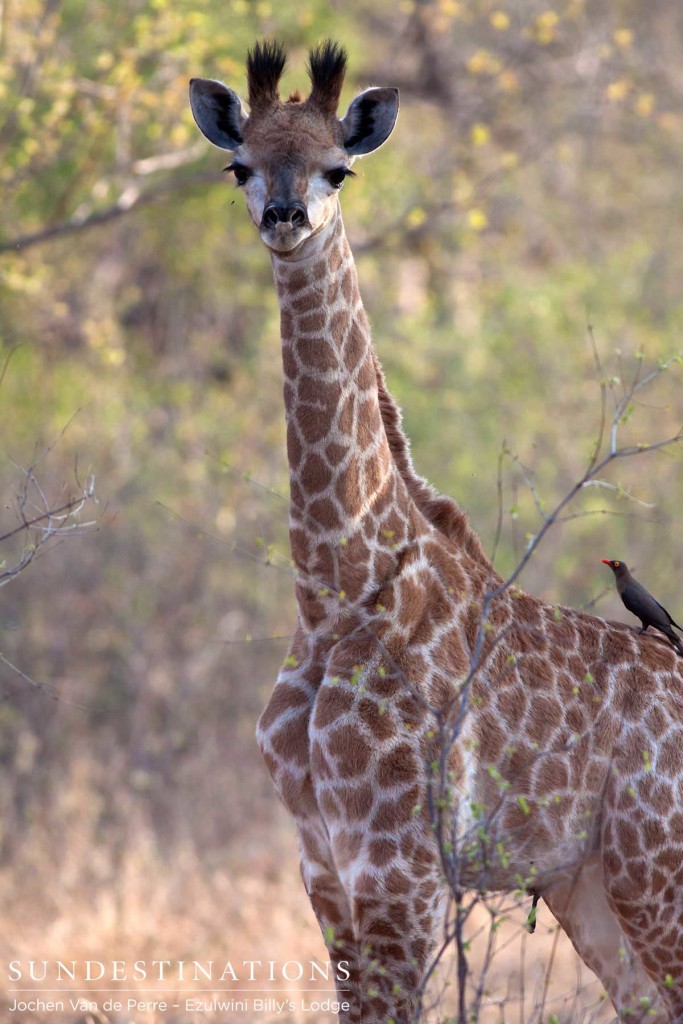 Baby giraffe and an oxpecker