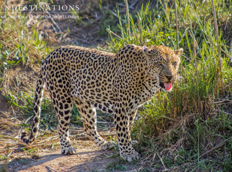 Marius Zeilinga’s Wildlife Images from Umkumbe