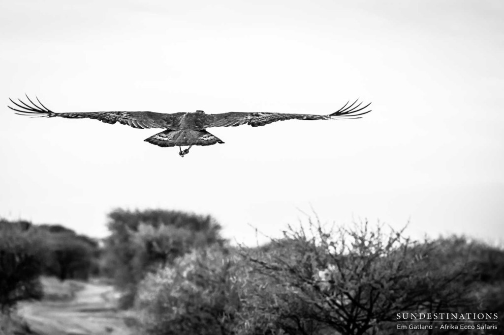 Take off in black and white, Central Kalahari