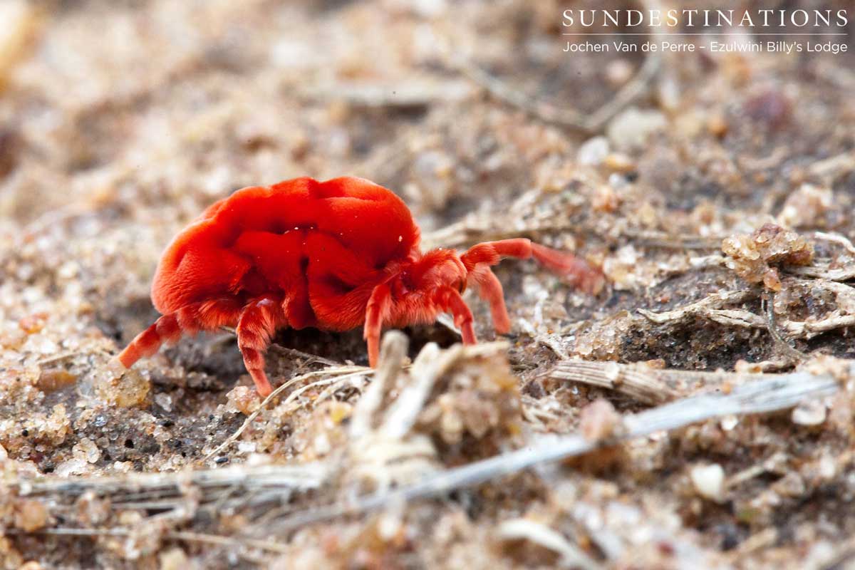 A red velvet mite 