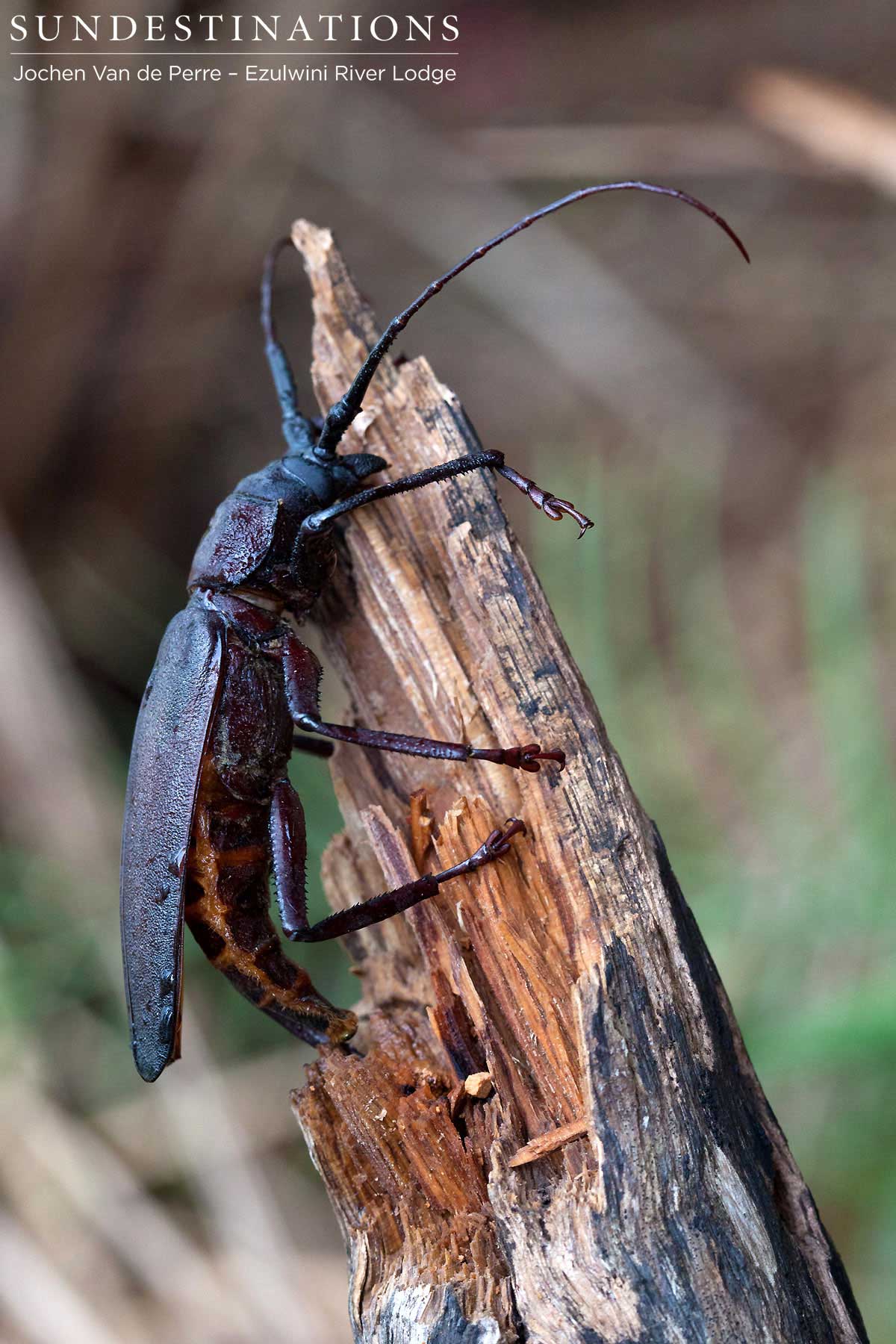 Ground Beetle